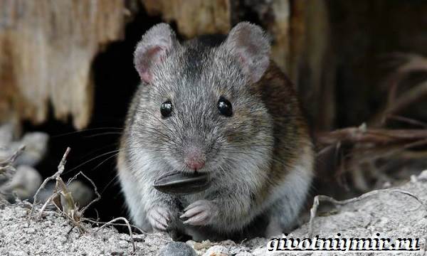 полевка-мышь-образ-жизни-и-среда-обитания-полевки-8.jpg