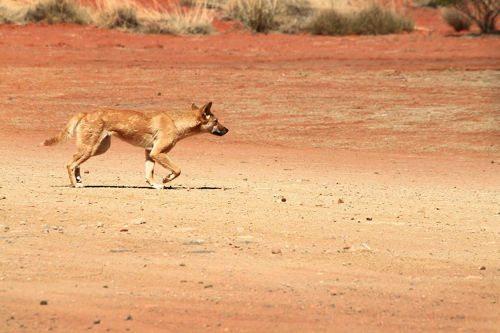 собака динго