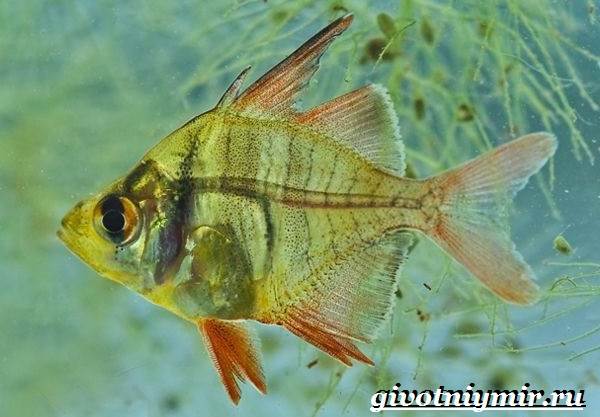 Стеклянный-окунь-рыба-Образ-жизни-и-среда-обитания-стеклянного-окуня-10