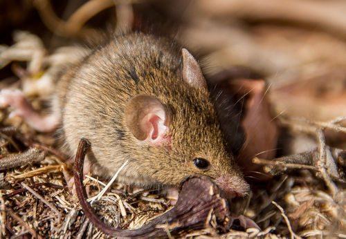 сумчатая-мыш