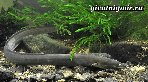 угорь-рыба-образ жизни и среда обитания-рыба-угорь-3