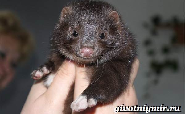 Хонорик-хорёк-Образ-жизни-и-среда-обитания-хонорика-3