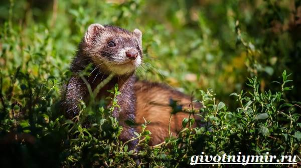 Хонорик-хорёк-Образ-жизни-и-среда-обитания-хонорика-4