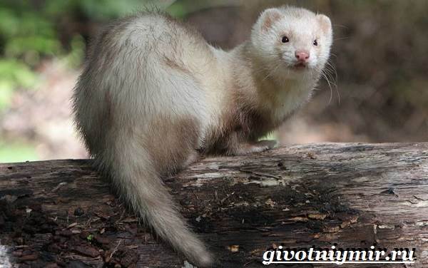 Хонорик-хорёк-Образ-жизни-и-среда-обитания-хонорика-6