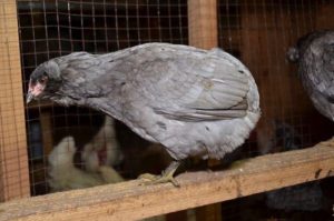 несушка породы араукана