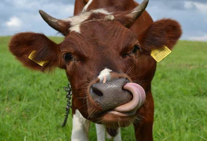 Уход за коровой: от А, до Я