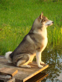 Отличие восточно-сибирской лайки от западносибирской