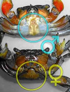 мангровые крабы самец и самка отличие 