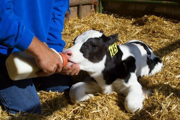 Уход за коровой: от А, до Я