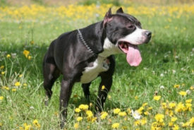 Американский питбультерьер