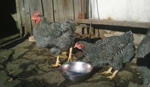 плимут рок цыплята