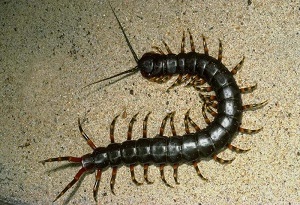 сколопендра фото насекомое чем опасна