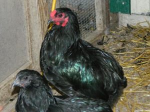 содержание араукана