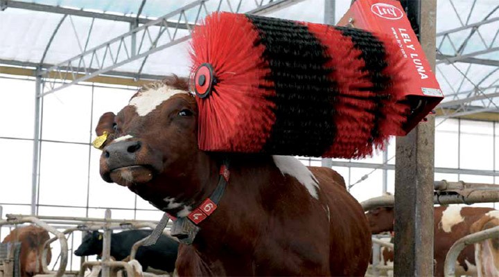 Уход за коровой: от А, до Я