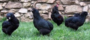 содержание кур араукана