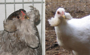 цвет кур породы араукана