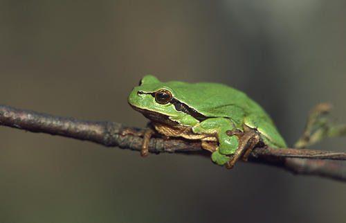 Красная книга Ставропольского края