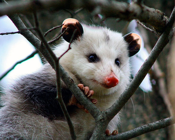 У опоссумов сильно развито обоняние У опоссумов сильно развито обоняние
