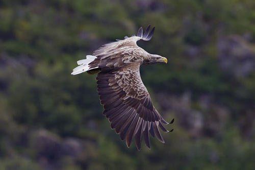 Животные Байкала: краткое описание