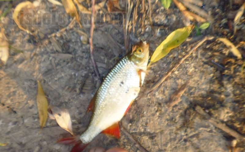 Речная красавица.