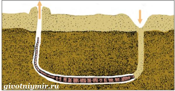 Пескожил-червь-Образ-жизни-и-среда-обитания-пескожила-4
