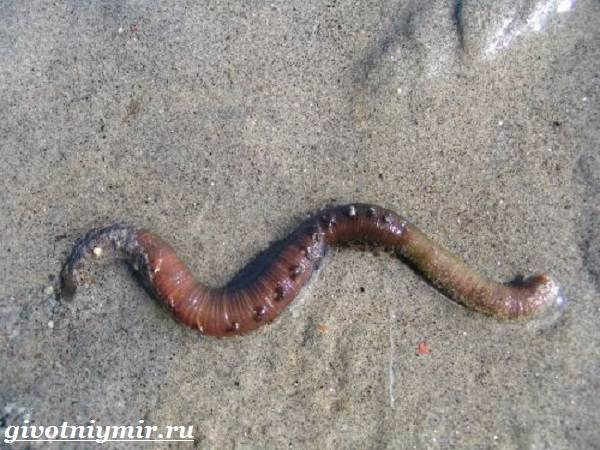 Пескожил-червь-Образ-жизни-и-среда-обитания-пескожила-6