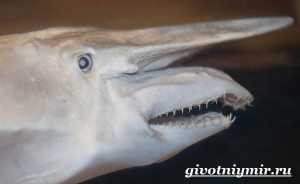 Акула-гоблин-образ жизни и среда обитания-акула-гоблин-6