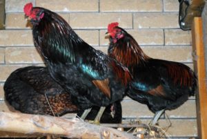 содержание породы кур араукана