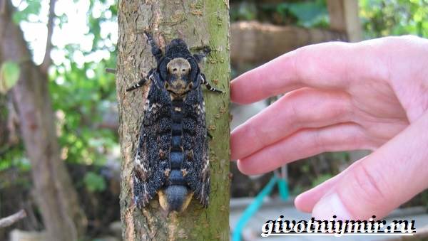 Бабочка-мертвая-голова-Образ-жизни-и-среда-обитания-бабочки-мертвая-голова-5