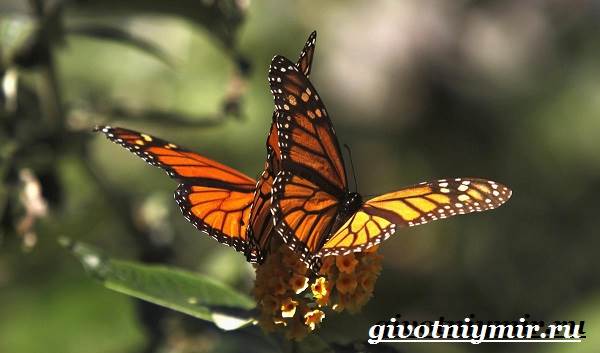 Бабочка-Монарх-Образ-жизни-и-среда-обитания-бабочки-монарх-5