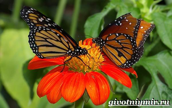 Бабочка-Монарх-Образ-жизни-и-среда-обитания-бабочки-монарх-7