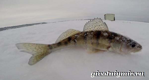 Берш-рыба-Образ-жизни-и-среда-обитания-рыбы-берш-4