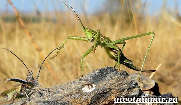 Дыбка-степная-кузнечик-Образ-жизни-и-среда-обитания-дыбки-степной-2