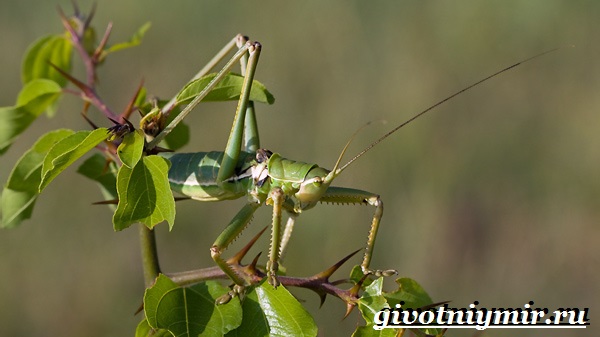 Дыбка-степная-кузнечик-Образ-жизни-и-среда-обитания-дыбки-степной-9