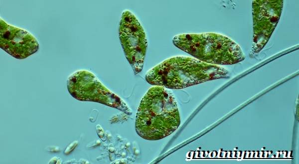 Euglena-grønn-livsstil-og-habitat-euglena-grønn-3