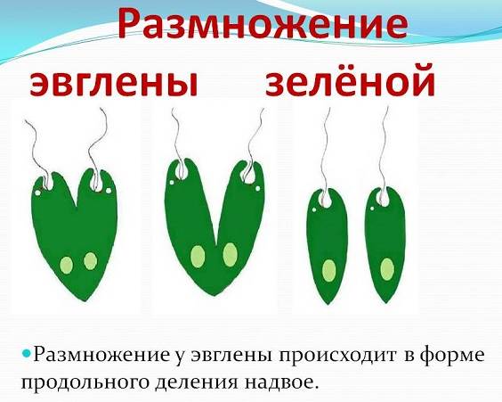 Euglena-grønn-livsstil-og-habitat-euglena-grønn-4