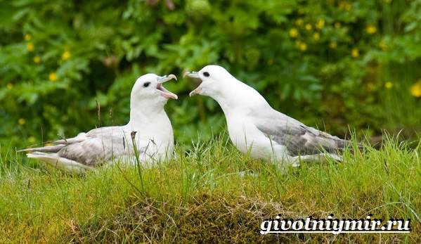 Глупыш-птица-Образ-жизни-и-среда-обитания-птицы-глупыш-6