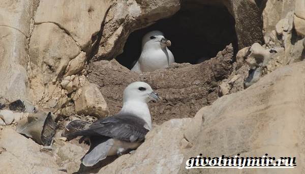 Глупыш-птица-Образ-жизни-и-среда-обитания-птицы-глупыш-7