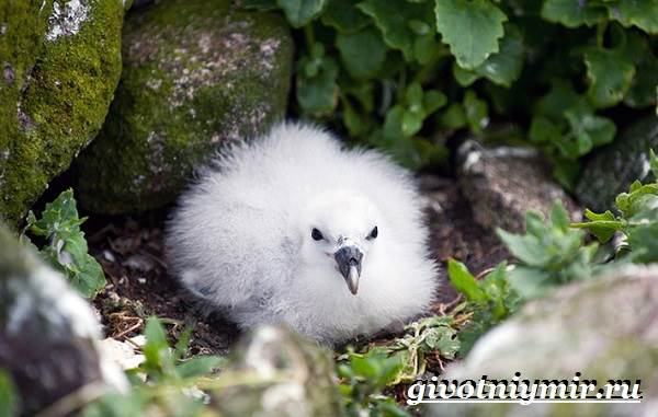 Глупыш-птица-Образ-жизни-и-среда-обитания-птицы-глупыш-8