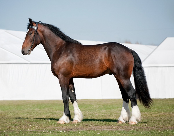 Скакун крупным планом Скакун крупным планом