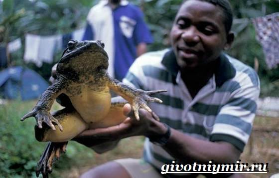 Голиаф-лягушка-Образ-жизни-и-среда-обитания-лягушки-голиаф-8