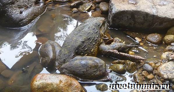 Голиаф-лягушка-Образ-жизни-и-среда-обитания-лягушки-голиаф-9