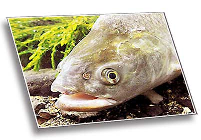 голова жереха foto golova zherekha