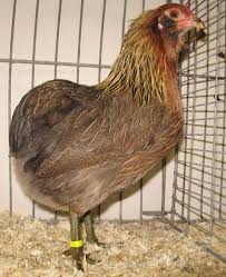 яйценоскость араукана