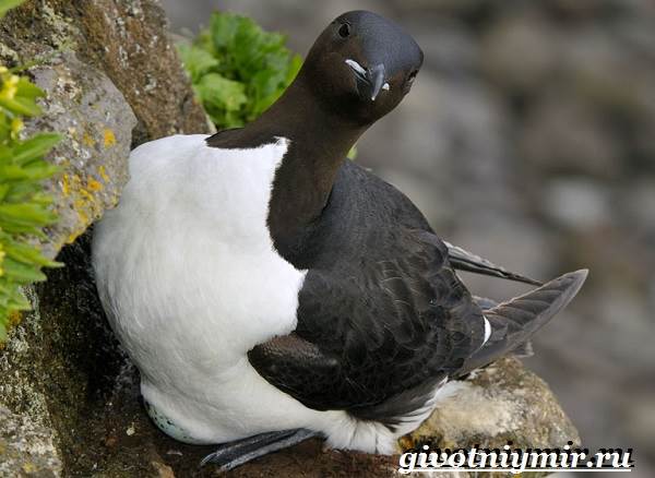 Кайра-птица-Образ-жизни-и-среда-обитания-птицы-кайры-5