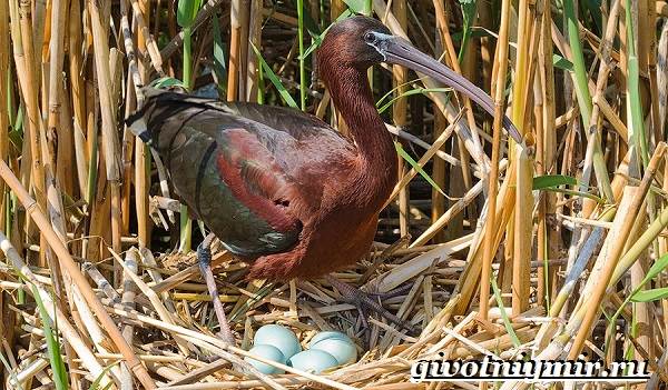 Каравайка-птица-Образ-жизни-и-среда-обитания-каравайки-7