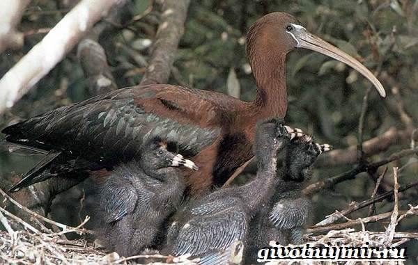 Каравайка-птица-Образ-жизни-и-среда-обитания-каравайки-8