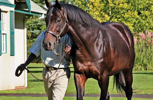 Лошадь скаковая крупным планом Лошадь скаковая крупным планом