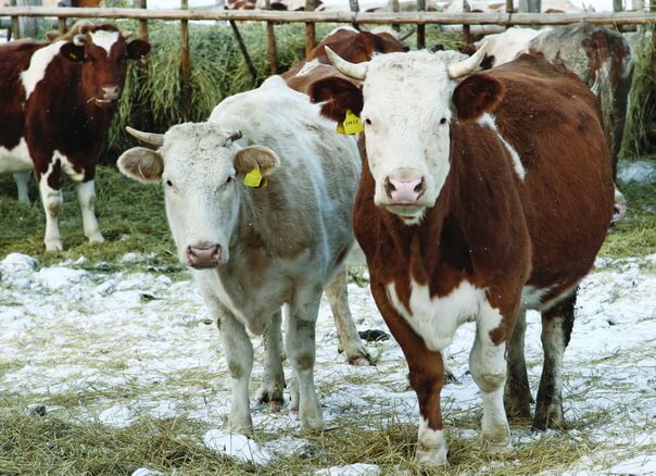 Уход за коровой: от А, до Я