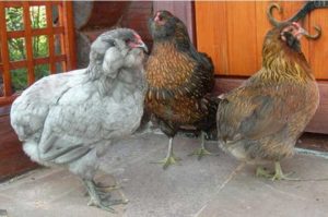 куры араукана